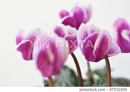 Mini cyclamen Mini cyclamen 97532899