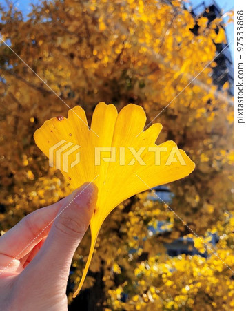 Autumn ginkgo Autumn ginkgo 97533868