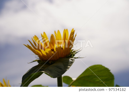 sunflower, sunflower field, soleil hill, soleil hill, kanagawa prefecture, japan, 97534182