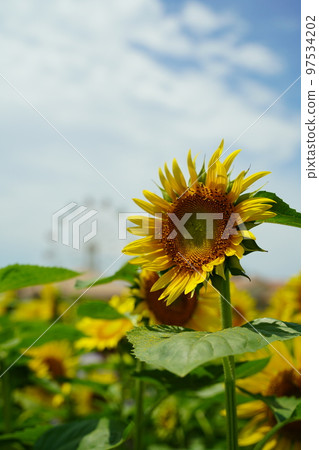 sunflower, sunflower field, soleil hill, soleil hill, kanagawa prefecture, japan, 97534202