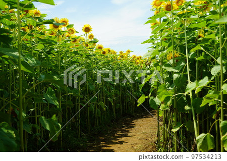 sunflower, sunflower field, soleil hill, soleil hill, kanagawa prefecture, japan, 97534213