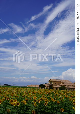 向日葵, 向日葵田, 太陽山, 太陽山, 神奈川縣, 日本, 向日葵, 向日葵田, 太陽山, 太陽山, 神奈川縣, 日本, 97534222