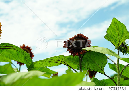 向日葵, 向日葵田, 太陽山, 太陽山, 神奈川縣, 日本, 97534284