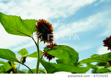 向日葵, 向日葵田, 太陽山, 太陽山, 神奈川縣, 日本, 97534285