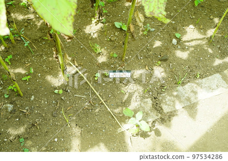 向日葵, 向日葵田, 太陽山, 太陽山, 神奈川縣, 日本, 97534286