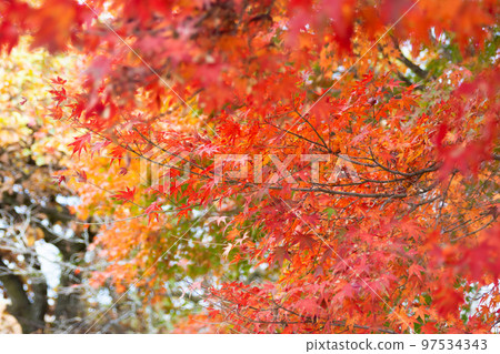 Autumn leaves of Mt. Takao Autumn leaves of Mt. Takao 97534343