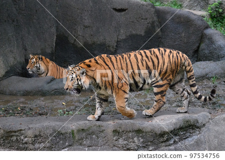 東北虎哥簡介 97534756