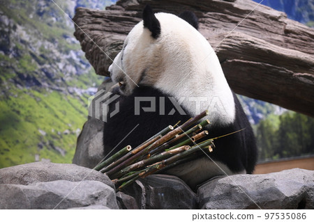 Giant panda eating deliciously 97535086
