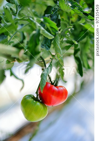 Fresh red and blue tomatoes 97535459