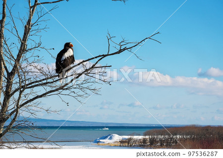 Steller's sea eagle in eastern Hokkaido 97536287
