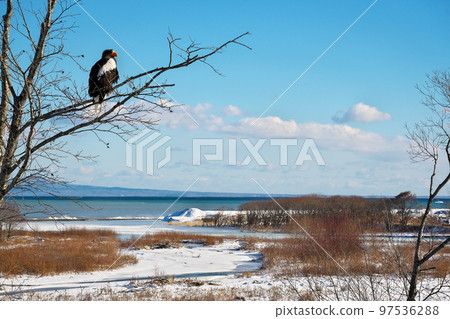 Steller's sea eagle in eastern Hokkaido 97536288