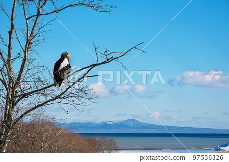 Kunashiri Island in Eastern Hokkaido and Steller's sea eagle Kunashiri Island in Eastern Hokkaido and Steller's sea eagle 97536326