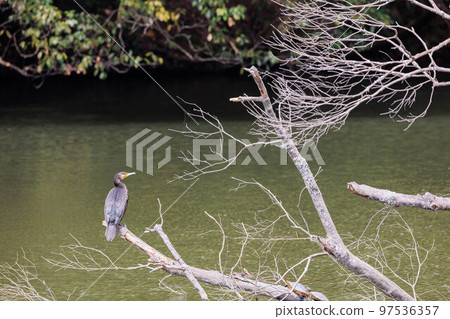 Cormorant by the water Cormorant by the water 97536357