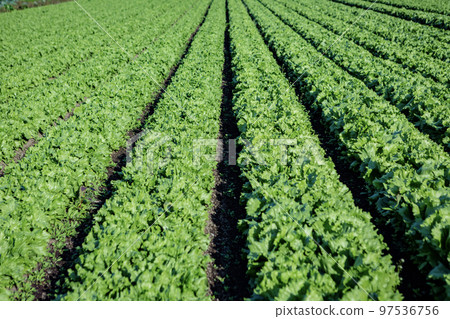 Lettuce field 97536756