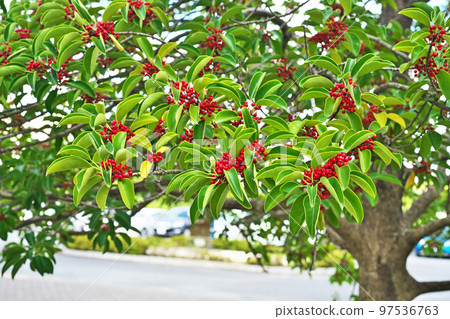Bright red kuroganemochi fruit (autumn, October) Bright red kuroganemochi fruit (autumn, October) 97536763