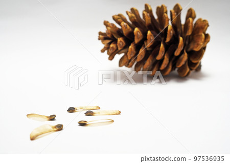 Lobster pine cones and seeds (autumn, October) Lobster pine cones and seeds (autumn, October) 97536935