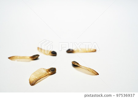 Lobster pine seeds (Autumn, October) Lobster pine seeds (Autumn, October) 97536937