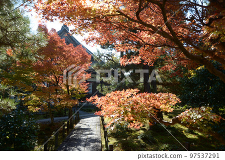 京都市右京區青陵寺佐賀地區的秋葉 97537291
