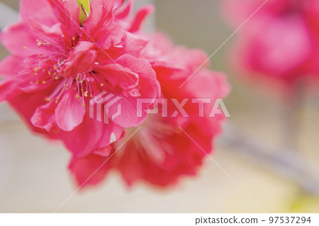 Red peach blossom Red peach blossom 97537294