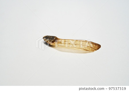Lobster pine seeds (Autumn, October) Lobster pine seeds (Autumn, October) 97537319
