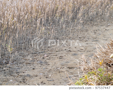 Tanaka River Tidal Flat (Senri Marsh). (Right bank of the mouth of the Tanaka River, Tsu City, Mie Prefecture) Tanaka River Tidal Flat (Senri Marsh). (Right bank of the mouth of the Tanaka River, Tsu City, Mie Prefecture) 97537447