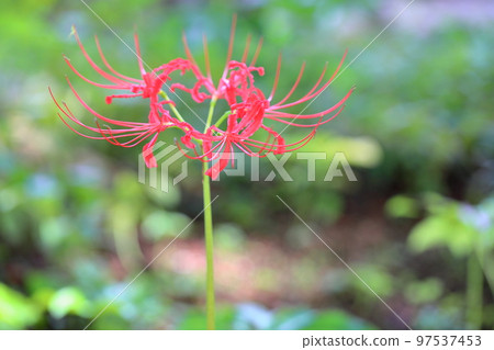 Higa bana flowers 97537453