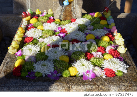Konkai Komyoji Temple Flower Chozubachi Kurotani, 京都市左京區 97537473