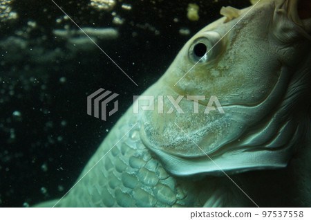 Nishikigoi 在水面上吃食物 97537558