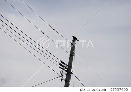 A crow on a telephone pole 97537600