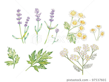 手繪水彩組草藥（薰衣草、洋甘菊、西洋蓍草、艾蒿） 97537601