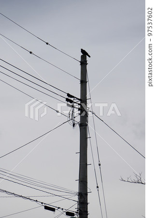 A crow on a telephone pole 97537602