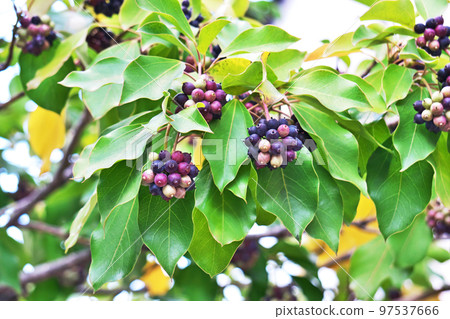 Kakuremino fruit starting to turn color (Autumn, November) 97537666