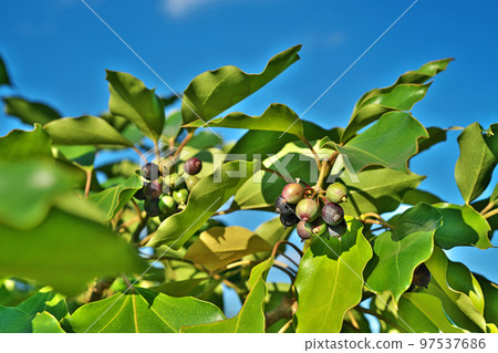 Kakuremino fruit starting to turn color (Autumn, November) Kakuremino fruit starting to turn color (Autumn, November) 97537686