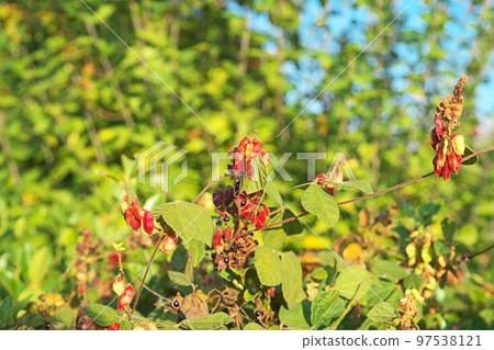 Beans (Autumn, November) 97538121