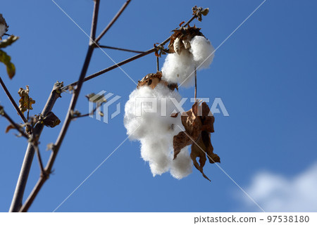 Kidachiwata棉 97538180