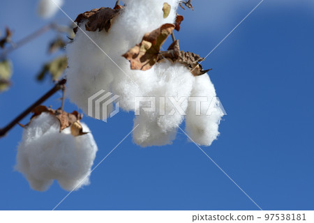 Kidachiwata cotton 97538181