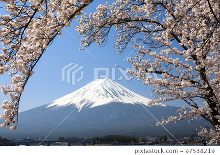 山梨縣河口湖町河口湖和富士山盛開的櫻花 97538219
