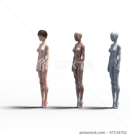 肌肉標本比較女性perming3DCG插畫素材 97538702