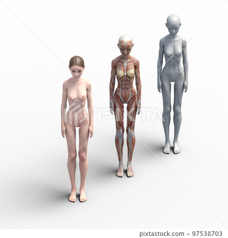 Muscle specimen comparison female perming3DCG illustration material Muscle specimen comparison female perming3DCG illustration material 97538703
