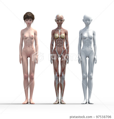 Muscle specimen comparison female perming3DCG illustration material 97538706