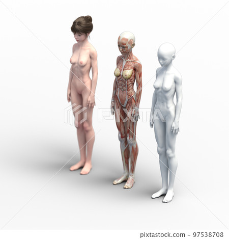 Muscle specimen comparison female perming3DCG illustration material 97538708