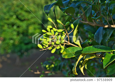 Green Nelumbo berries (Autumn, November) 97538909