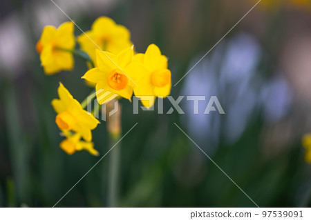 Narcissus flower early spring image Narcissus flower early spring image 97539091