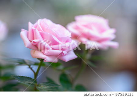 Rose flower outdoor shot 97539135