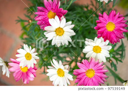 Marguerite flower spring image Marguerite flower spring image 97539149