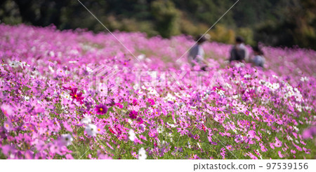 Cosmos flower autumn image Cosmos flower autumn image 97539156