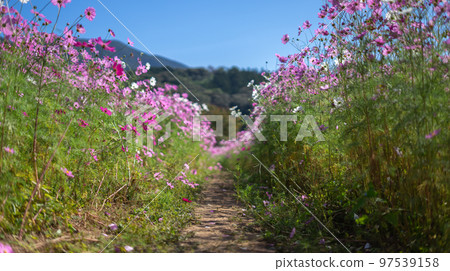 Cosmos flower autumn image 97539158
