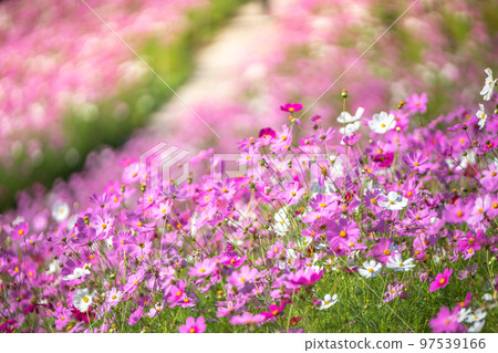 Cosmos flower autumn image Cosmos flower autumn image 97539166