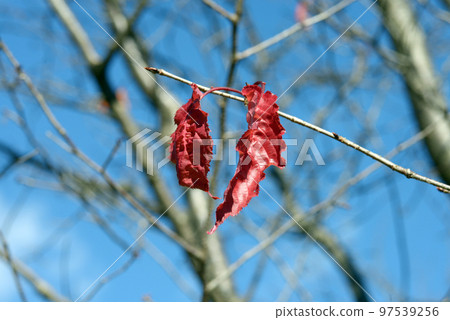 Autumn leaves of cherry leaves 97539256