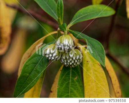 百里香科 Mitsumata 的芽 百里香科 Mitsumata 的芽 97539338